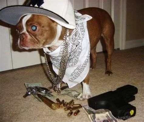Funny Gangster Pictures Gangster Dog