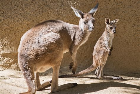 Winnie The Roo Wins Baby Kangaroo Naming Contest At La Zoo