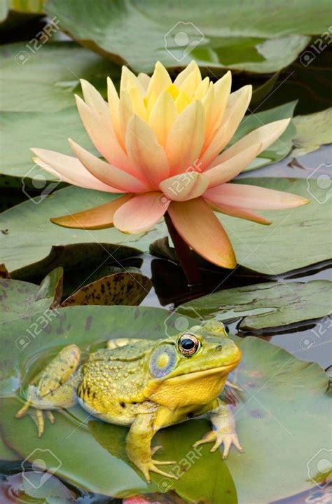 A Bullfrog Is Sitting On A Lily Pad Stock Photo 689929 Lily Pads