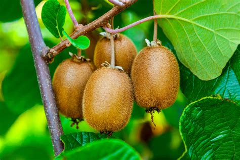 How To Plant Grow Prune And Harvest Kiwifruit Harvest To Table