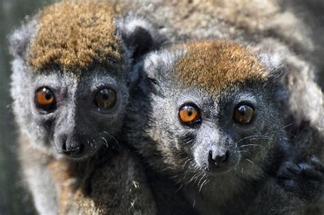 Western Lesser Bamboo Lemur Westelijke Grijze Bamboemaki Flickr