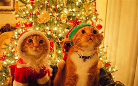 Free Download Pics Photos Cats Christmas Cat Wallpaper 1920x1200