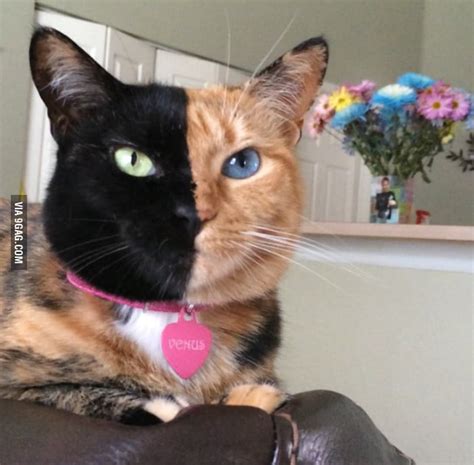 Coolest Looking Cat Ever 9gag