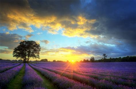Stunning Lavender Field Landscape Summer Sunset With Single Tree Stock