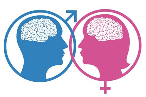 Cerebro Femenino Vs Masculino ¿tienen Capacidades Diferentes El