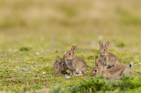 Unterschiede Zwischen Hasen Und Kaninchen Zooplus