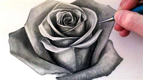 Realistic Drawing Of A Rose At Getdrawings Free Download