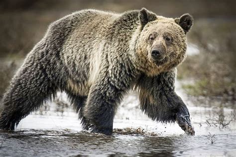 Native Americans Fight To Keep The Grizzly Bear On The Endangered Species List Takepart