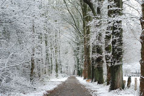 Winter Wood Free Photo Download Freeimages
