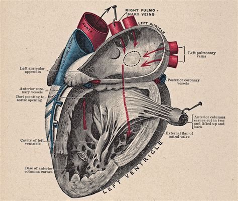 8 Anatomical Heart Drawings The Graphics Fairy