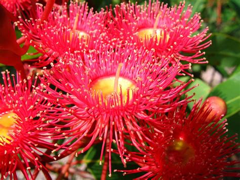 1920x1080px Free Download Hd Wallpaper Flowering Gum Native