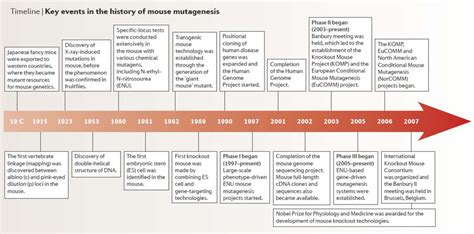 Etapas De La Vida Timeline Timetoast Timelines