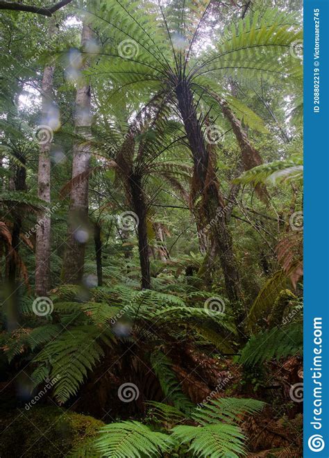 Rainforest With Ferns Stock Image Image Of Flora Ecosystem 208802219