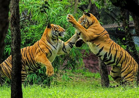 Royal Bengal Tiger West Bengal Hd Wallpaper Peakpx