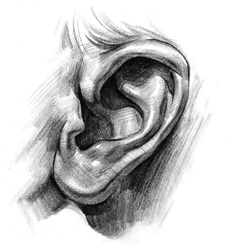 Stan Prokopenko How To Draw Ears