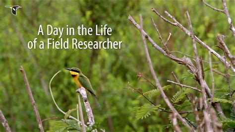 A Day In The Life Of A Field Researcher Youtube