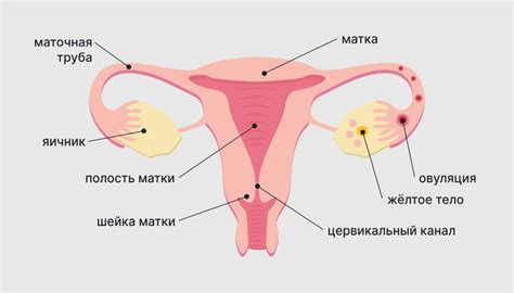 Женские половые органы наружные и внутренние
