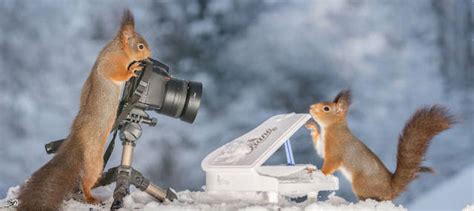 Adorable Wild Red Squirrels Playing With Tiny Music Instruments Fubiz