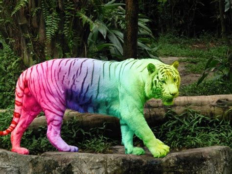 Rainbow Tiger Stroll By Tomboytigress On Deviantart