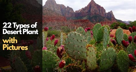 22 Types Of Desert Plants With Pictures Igra World