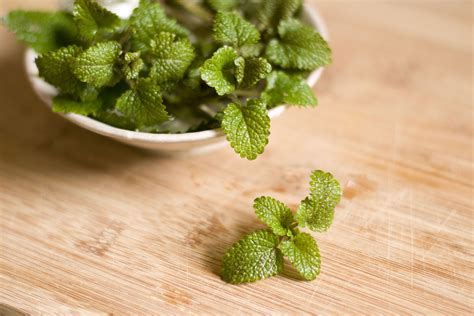 How to Extract Mint Oil From Mint Leaves | Mint oil, Drying mint leaves, Mint essential oil