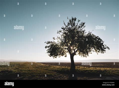 Lonesome Tree High Resolution Stock Photography And Images Alamy