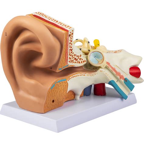 Buy Vevor Human Ear Anatomy Model 5 Times Enlarged Human Ear Model