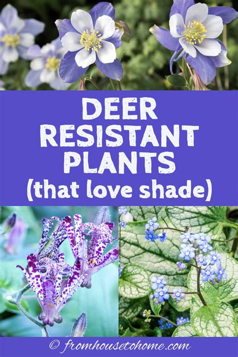 Offering resistance to something or someone. Deer Resistant Shade Plants (15 Beautiful Perennials and ...