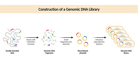 Construction Of A Genomic Dna Library Biorender Science Templates