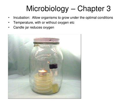 Ppt Microbiology Chapter 3 Powerpoint Presentation Free Download