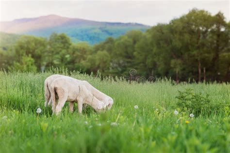 Two Sheep Grazing On Meadow Green Grass And Trees Stock Image Image