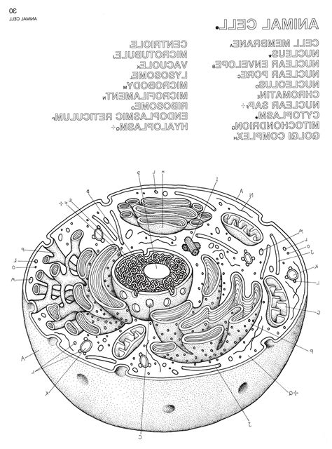 Animal Cell Coloring Worksheets