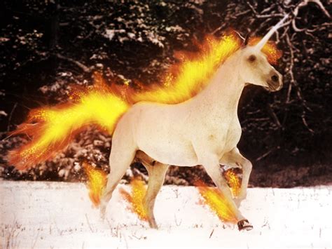 A Real Rapidash Appeared By Xxmeleexx On Deviantart
