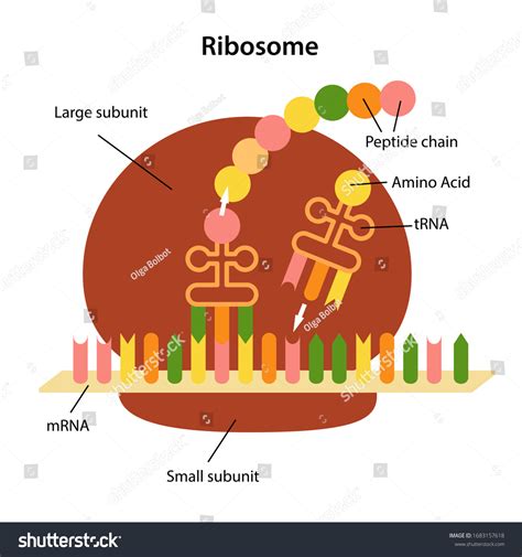 Structure Functions Ribosome Peptide Synthesis Vector Stock Vector