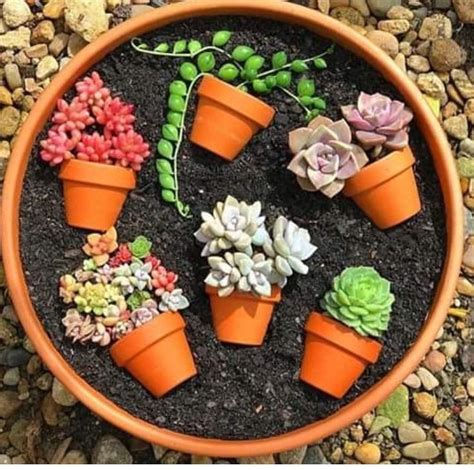 10 Succulents In Cute Pots Decoomo