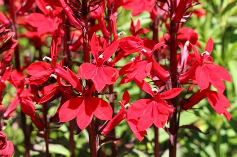 Scarlet Mystique The Meaning And Symbolism Of Cardinal Flowers Petal