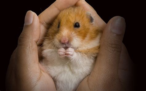 A Hamster In Your Hand Is A Great Way To End A Perfect Day
