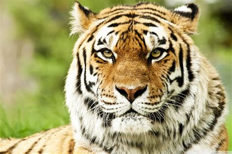 Siberian Tiger Wallpapers 59 Images