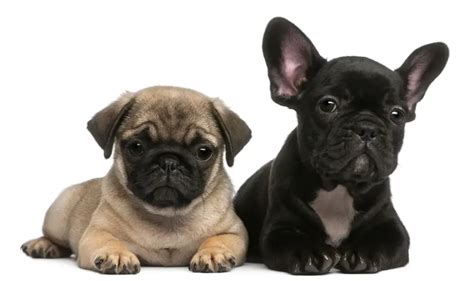 French Bulldog Vs Pug Which Should You Choose
