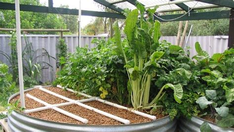 This diy project uses easy to get items to build a system that is an ideal size for urban apartment balcony or as part of a small backyard container garden. Easy DIY aquaponics system review - learn Andrew's ...
