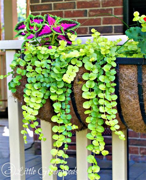 These colourful blossoms bring joy wherever they are. Hometalk | Best Plants for Hanging Baskets