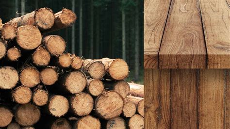 Top 10 Reasons Why Wood Is Eco Friendly Ecotsy