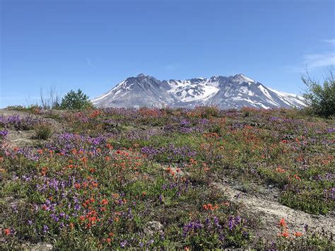 Wildflowers Blooming In The Mt St Helens Desolation Zone Routdoors