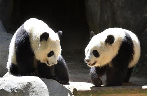 Atlanta Zoo To Return Giant Panda Twins To China Cn