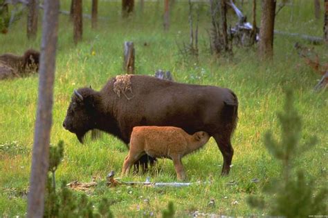 Buffalo Mom And Her Son In The Prairie Near Saskatoon Canada Мама