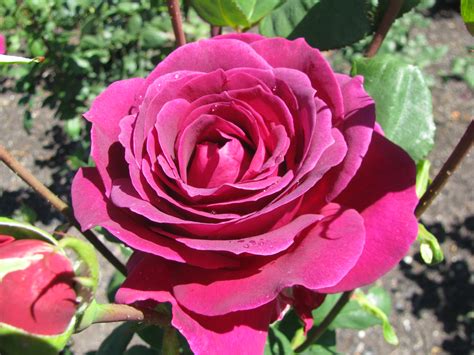 Big Purple Is Our August Rose Of The Month