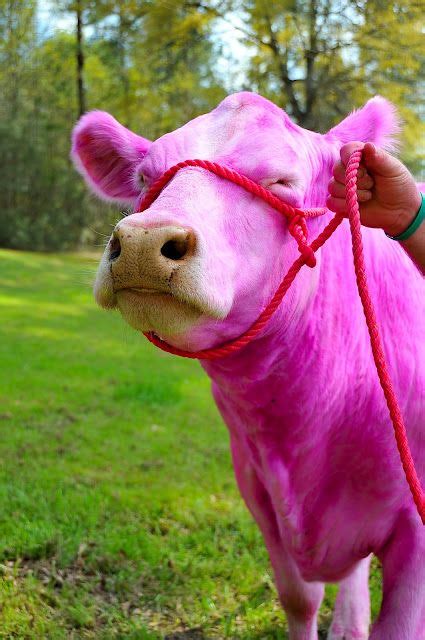 die besten 25 pink cow ideen auf pinterest cowgirl party tischdekoration cowgirl party