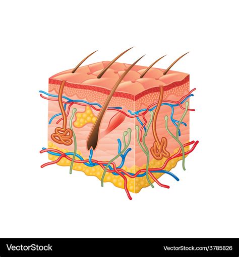 Human Skin Anatomy Isolated Royalty Free Vector Image