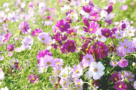 How To Grow Cosmos From Seed Polytunnel Gardening