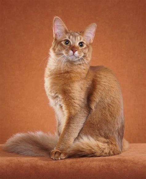 Abyssinian Cat Lynx Cat And Dog Lovers